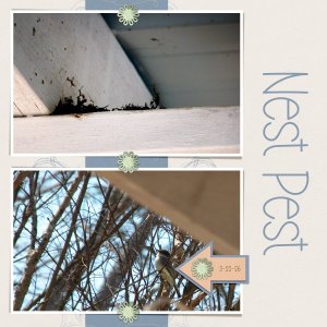 Nest Pest