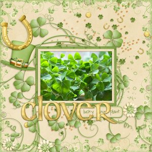 Lucky-Clover-Plant.jpg