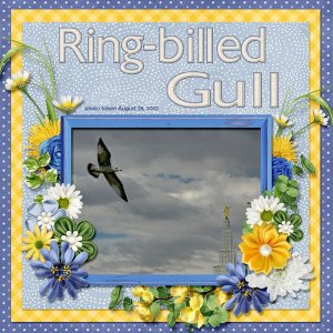 10-08-Ring-billed Gull small.jpg
