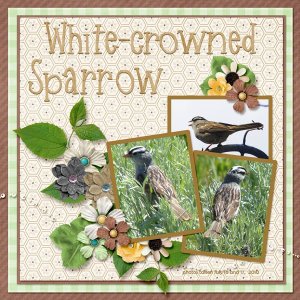 10-07-White-crowned Sparrow small.jpg