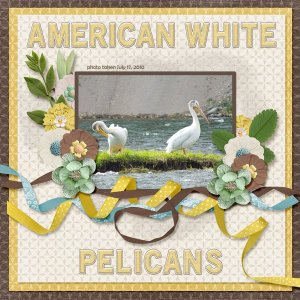 10-07-American White Pelicans small.jpg