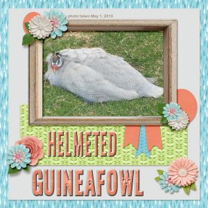 10-05-Hemeted Guineafowl small.jpg