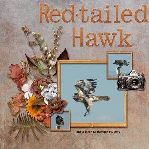 10-09-Red-tailed Hawk small.jpg