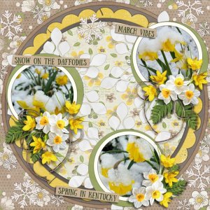 Snow on The Daffodils
