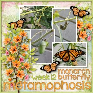 metamorphosis