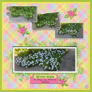 African daisies in March