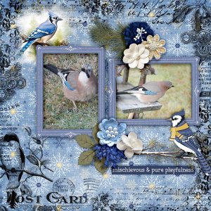 600-adbdesigns-winter-bluejays-pia-01.jpg