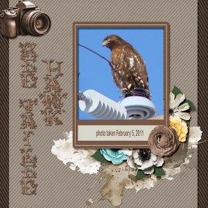 11-02-Red-tailed Hawk small.jpg