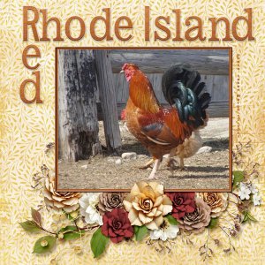 11-03-Rhode Island Red small.jpg