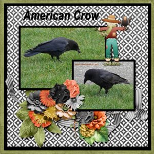 11-03-American Crow small.jpg