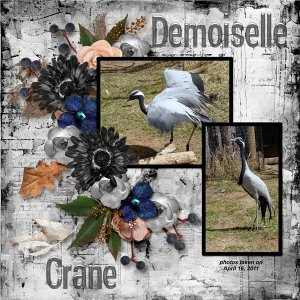 11-4-Demoiselle Crane small.jpg