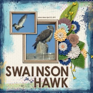 11-4-Swainson Hawk small.jpg