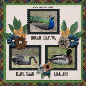 11-4-several birds small.jpg