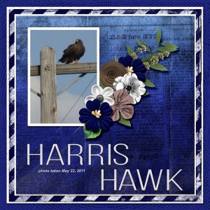 11-5-Harris Hawk small.jpg