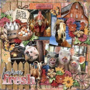 DLPatt_FarmFreshCountryLife_web.jpg