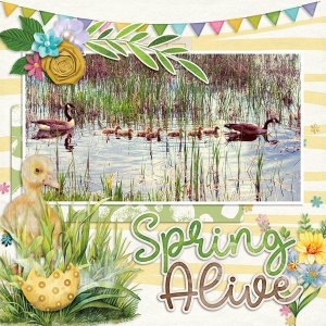Spring-Alive-Goslings.jpg