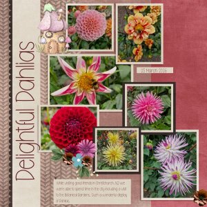 Delightful Dahlias