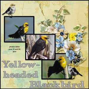 11-6-Yellow-headed Blackbird small.jpg