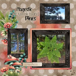 Majestic Norfolk Island Pines