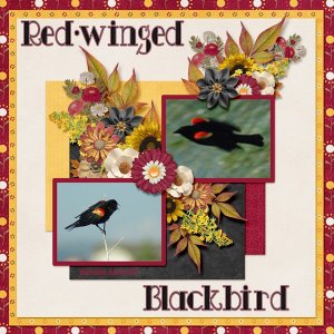 11-6-Red-winged Blackbird small.jpg