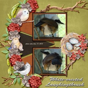 13-6-White-crested Laughingthrush small.jpg