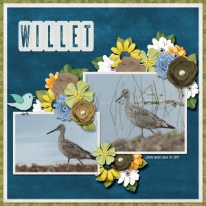 11-6-Willet small.jpg