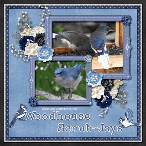 19-9-Woodhouse Scrub-Jays small.jpg