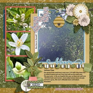 2026-Lemon-tree-SCD_BLOOM_TP3-copy498.jpg