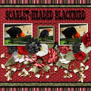 11-8-Scarlet-headed Blackbird small.jpg