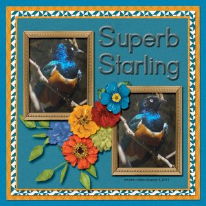 11-8-Suberb Starling small.jpg