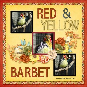 11-8-Red-and-yellow Barbet small.jpg