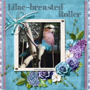 11-8-Lilac-breasted Roller small.jpg
