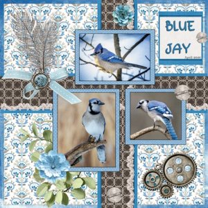 April 2026 - Documenting Your Life -Blue Jay.jpg