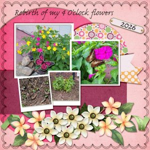 02  Four O'clock Flowers -- In a Word.jpg