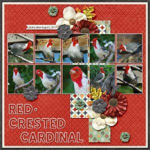 11-8-Red-crested Cardinal small.jpg