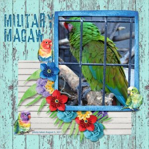 11-8-Military Macaw small.jpg