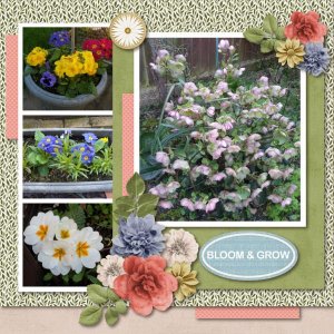 Bloom And Grow
