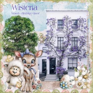 Wisteria.jpg