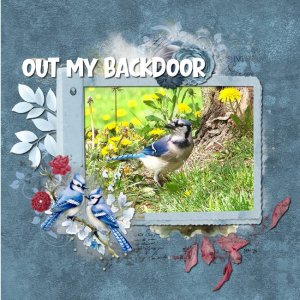 Out My Back Door Blue Jay