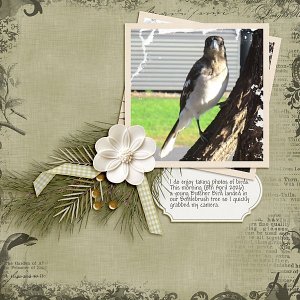 Butcher Bird