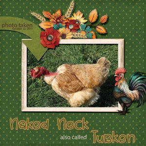 11-10-Naked Neck-Turken small.jpg