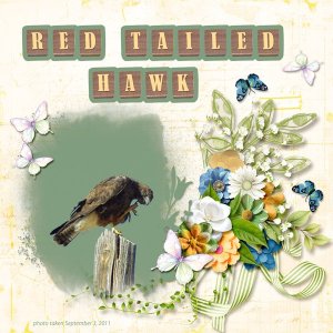 11-9-Red-tailed Hawk small.jpg