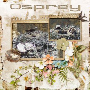 11-7-Osprey small.jpg