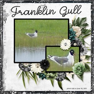 11-6-Franklin Gull small.jpg