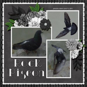 11-6-Rock Pigeon small.jpg