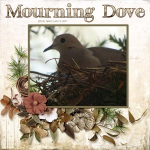 11-6-Mourning Dove small also.jpg