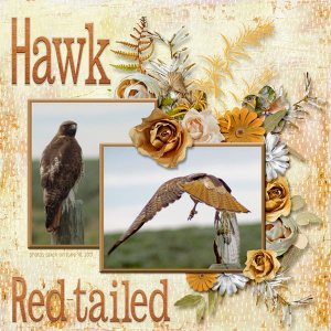 11-6-Red-tailed Hawk small.jpg