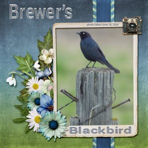 11-6-Brewer's Blackbird small.jpg