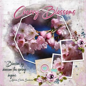 Cherry Blossoms