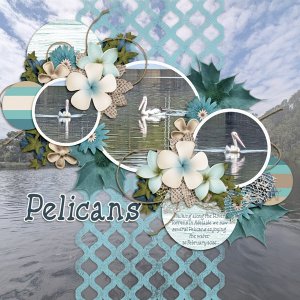 Pelicans